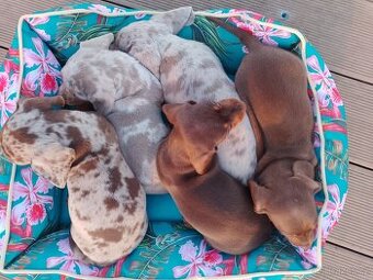 Trpasličí hladkosrstý jezevčík