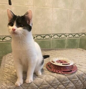 kotě kocourek Filípek