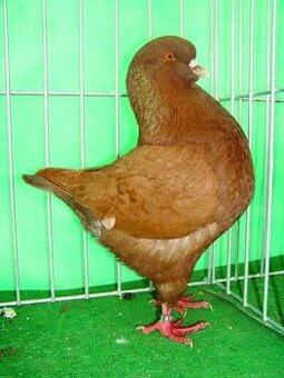 Daruji masné Holuby Gigant, Mondén