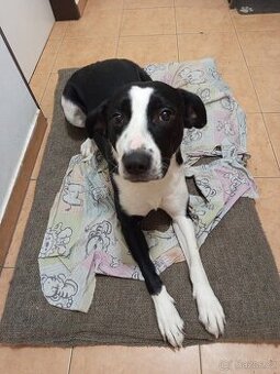 Darují roční fenku staforda x bordi kolije