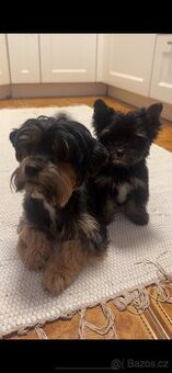 Jorksirsky terier biwier