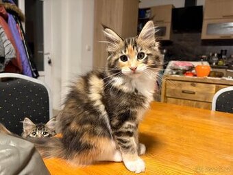 Mainská mývalí koťátka