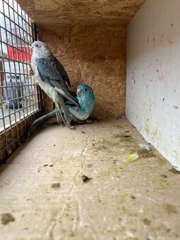 Papoušek zpěvavý pár 25,alexandr malý žlutý palid 0,1 24