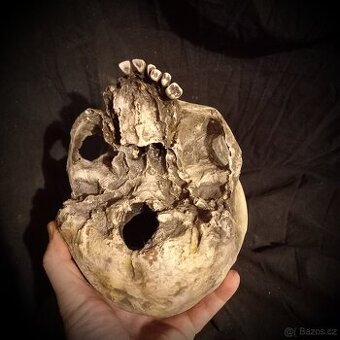 Replika lidské lebky human skull replica