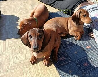 Jezevčík hladkosrstý standart