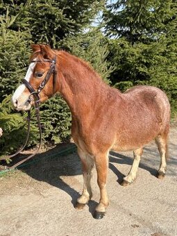 Pony ideálny pre deti