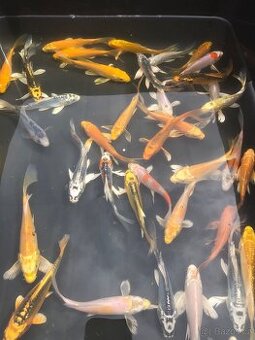 Koi butterfly