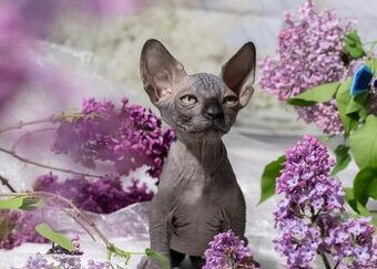 Sphynx