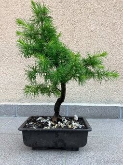 Bonsai, Bonsaj, jamadori, modřín