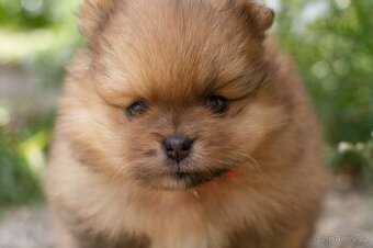 POMERANIAN