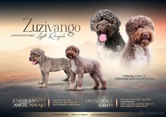Lagotto romagnolo s PP - 1