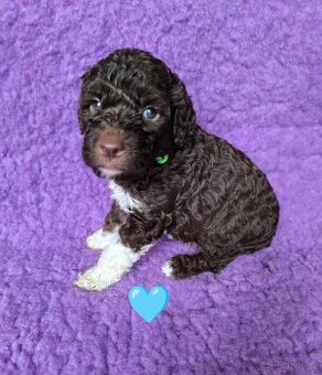 Lagotto romagnolo s PP
