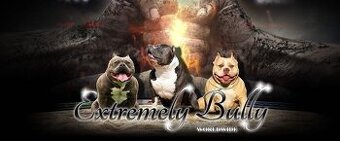 American bully extrém