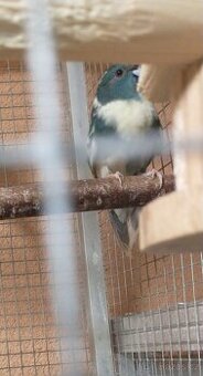 Kakariki