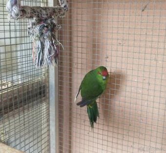 Kakariki