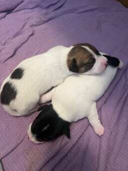 Jack Russell teriér