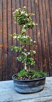 Pre-Bonsai, Bonsaj - Skkalnik, Cotoneaster dammeri - 3