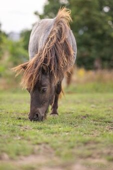 Mini Shetland Pony - hřebec 2 roky