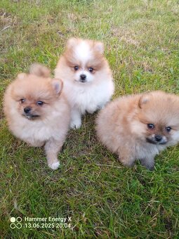 Pomeranian bez Pp