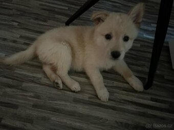 Zlatý retrívr/labrador