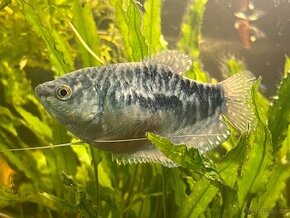 Čichavec modrý - Trichopodus trichopterus sumatranus 15cm