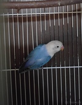 Agapornis Fischeri