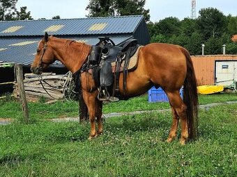 Valach Quarter horse