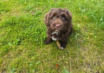 Goldendoodle s pp/registrací (cockapoo, labradoodle, cavapoo