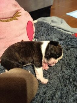 Bostonský teriér colorred s PP