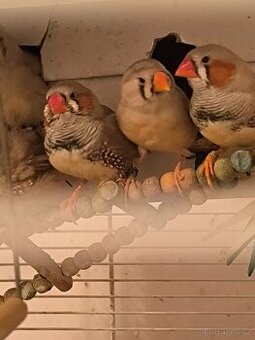 Kanarci'Zebricky,Chůvičky.