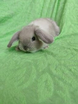 Vymazlení zakrslí králíčci - teddy, minilop, beranek, kratko