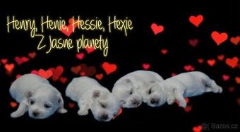 Maltézský psík s PP