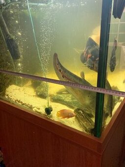 Velké akvárium s filtrací a skřínkami