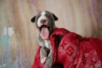 Whippet / Vipet s PP