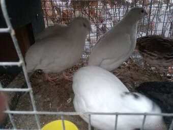 Křepelky faraon a Texas brojler kohoutci