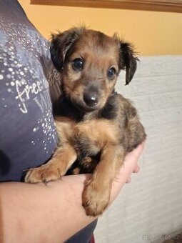 Jezevčík dlouhosrstý