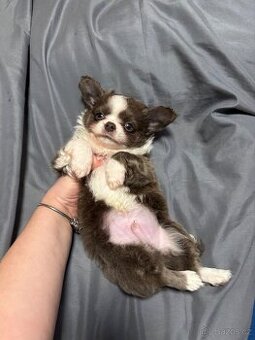 Chlapečkové čivava s PP FCI