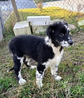 Australský ovčák bez PP