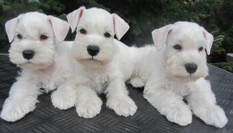 Knírač malý bílý - štěňátka s PP fenky