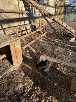 Hedvabnička velká vousatá