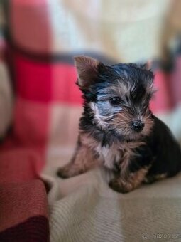 Jork teriér s PP - 1