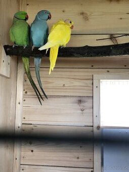 Prodam papoušky - 1