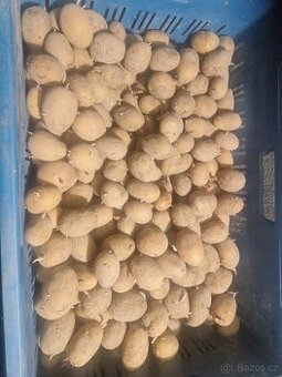 Sadbové brambory Simonnete