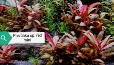 Akvarijní rostlina Plevuňka sp. red mini - 1