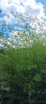 Obří mrazuvzdorný bambus phyllostachys, Vsetín