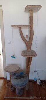 Kočičí strom 1