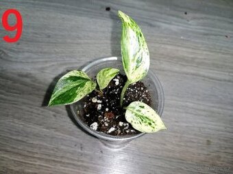 Epipremnum Marble Queen