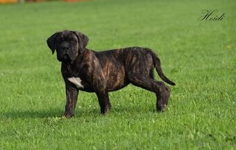 Cane Corso štěňata s FCI PP - 1