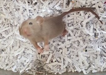 Potkan Dumbo
