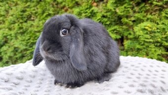 Zakrslý beránek, králíček, králík - PIPER